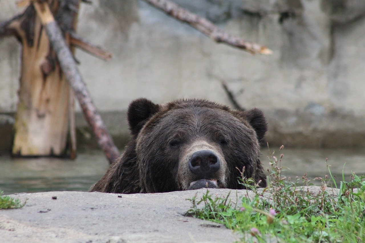 The Best Wildlife Viewing in Denali National Park